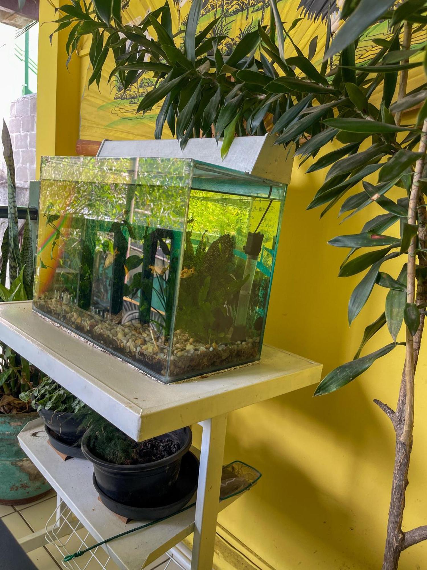 Onca Da Praia Hostel Vitória Eksteriør bilde